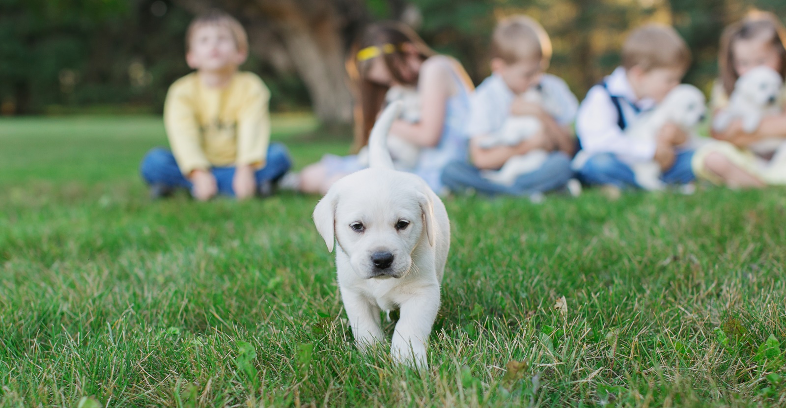 Ace Labradors white lab puppies for sale
