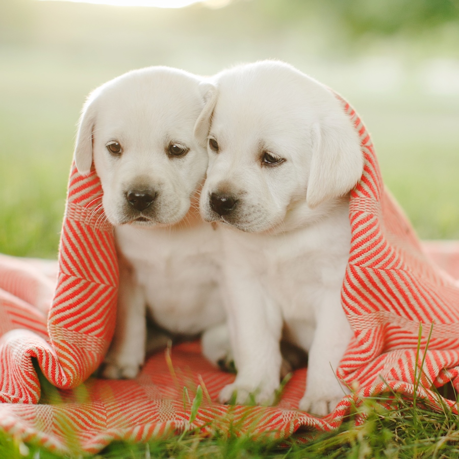 Ace Labradors two puppies red blanket