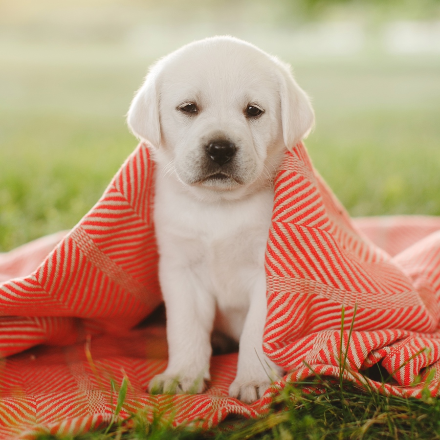 Ace Labradors puppy red blanket