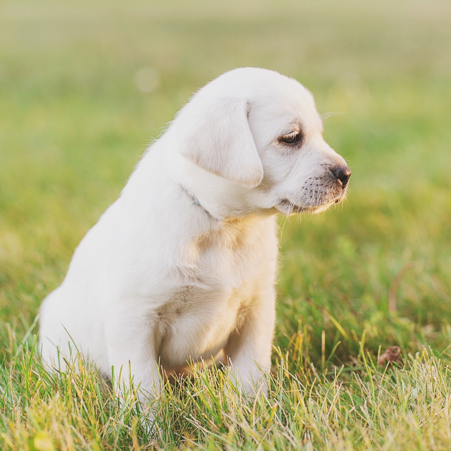 Ace Labradors labrador retriever puppies for sale