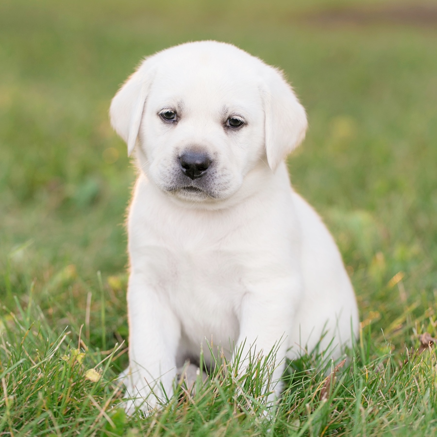 Ace Labradors lab puppy