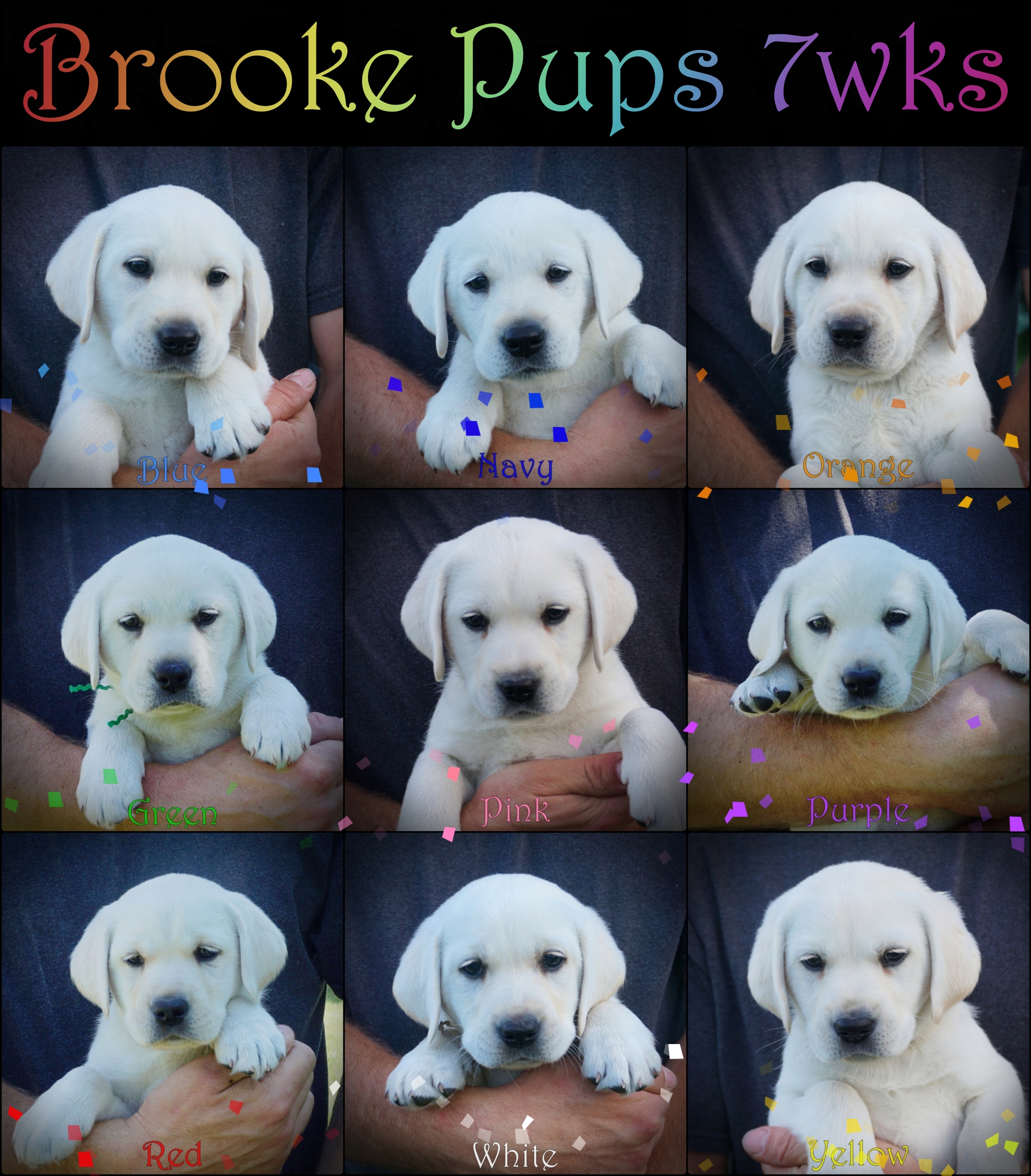 h brookepups7wks