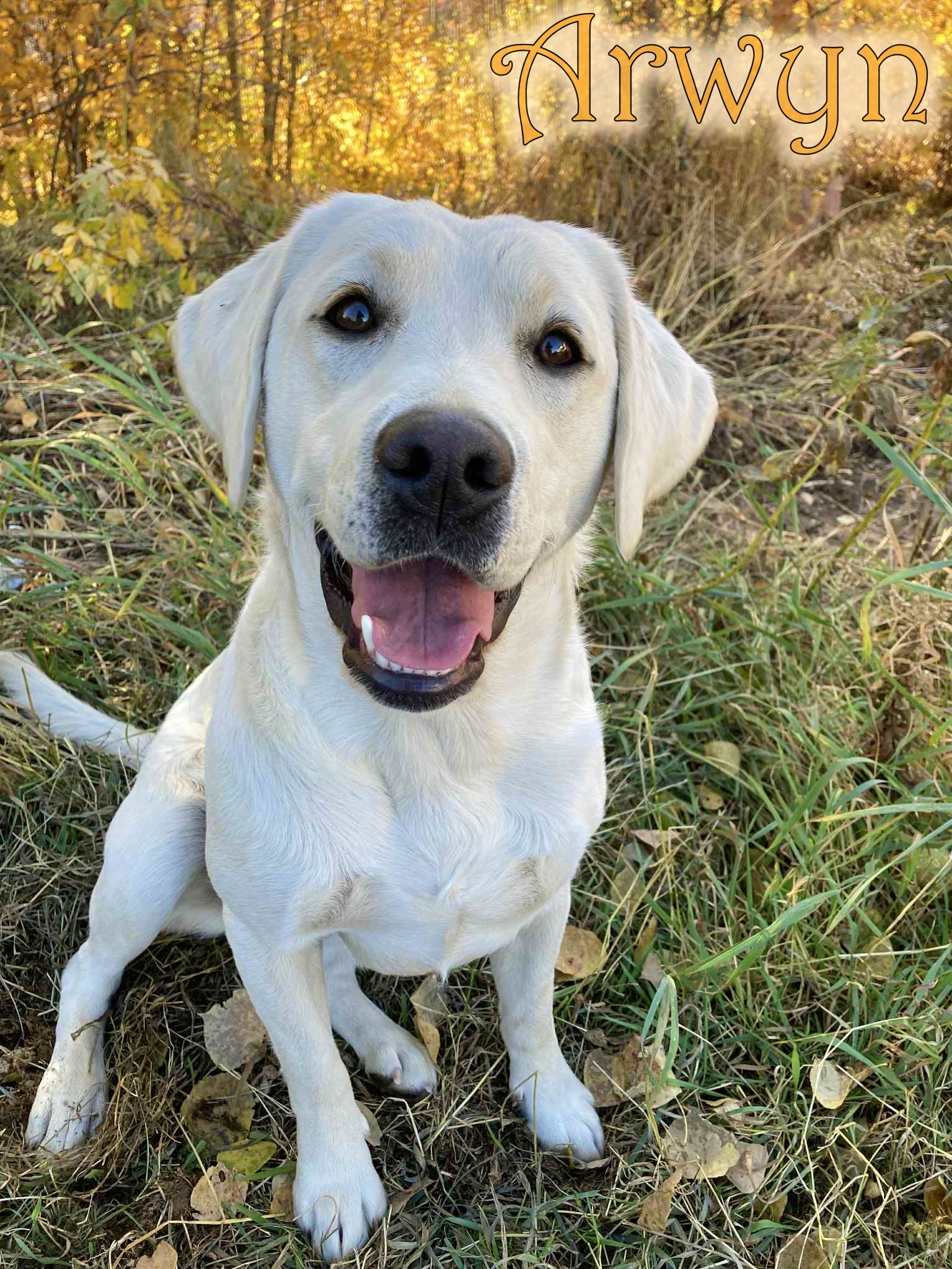 009bd576-cab2-4034-b208-40c09cb6428b