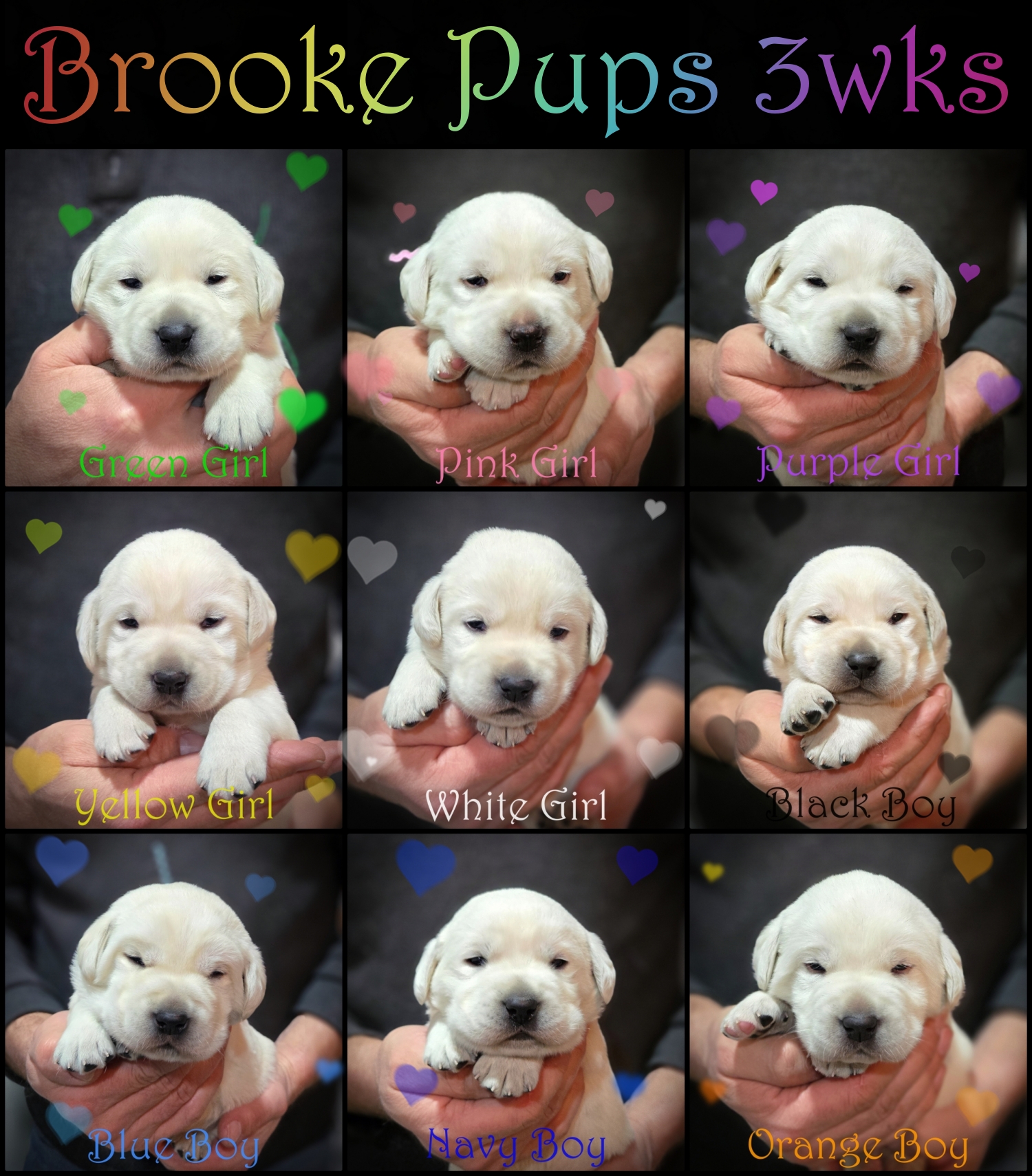 c brookepups3wks c brookepups3wks