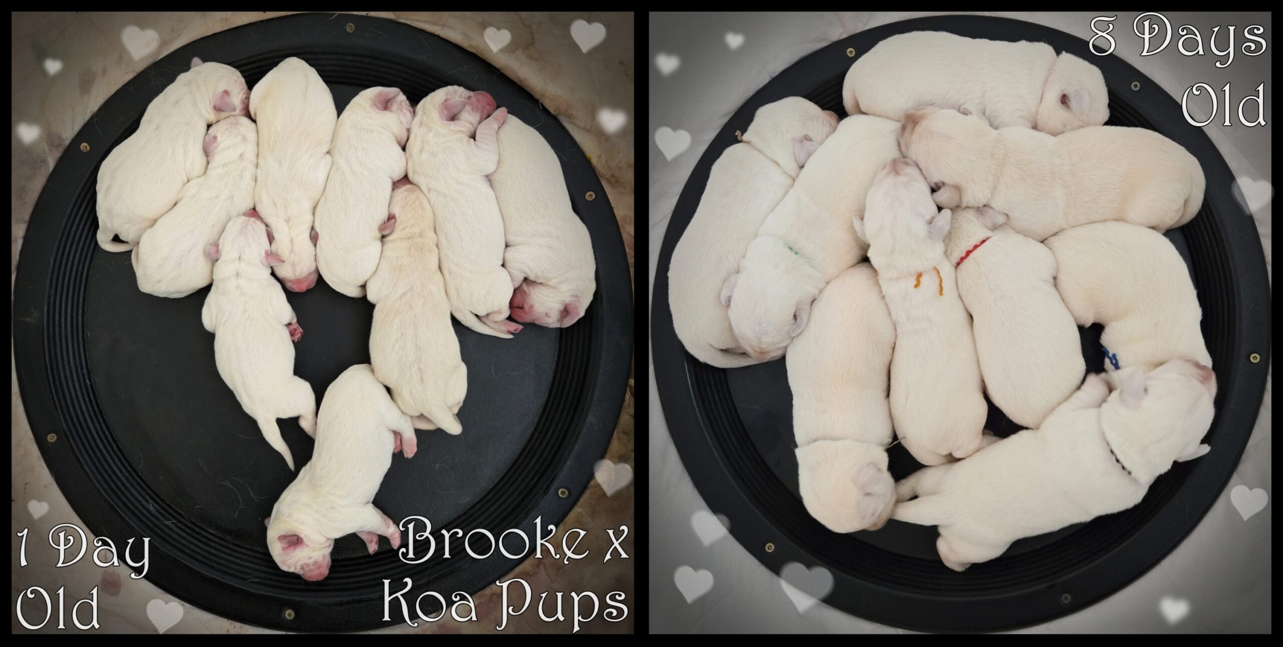 b pups