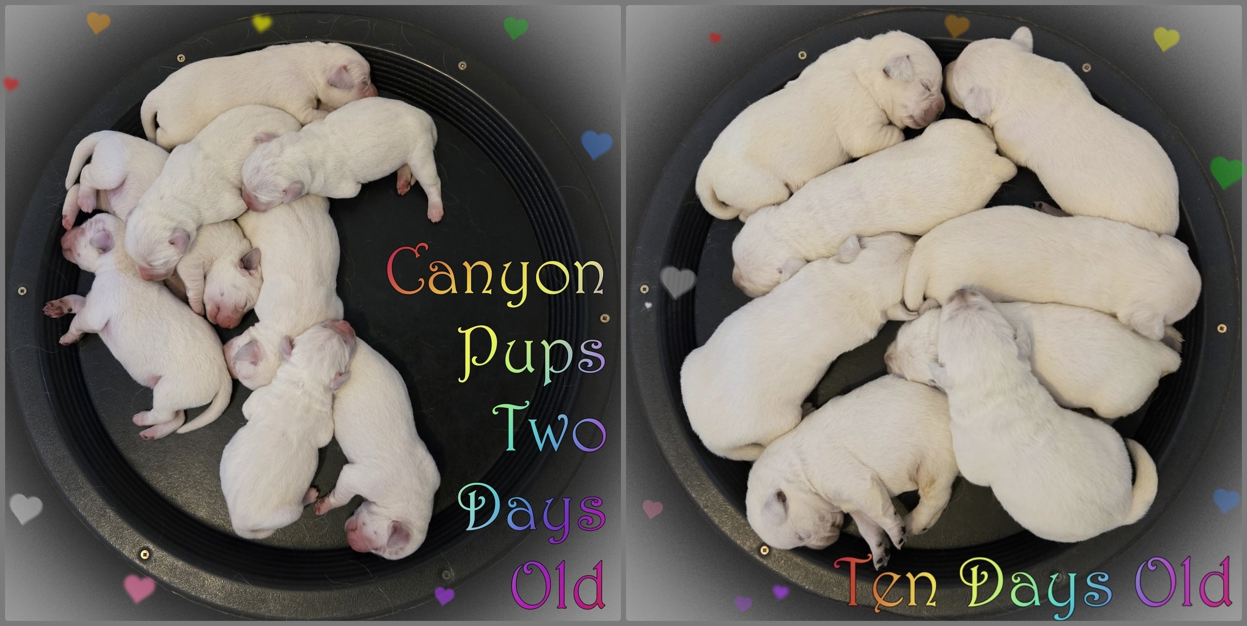 c canyonpups1wk