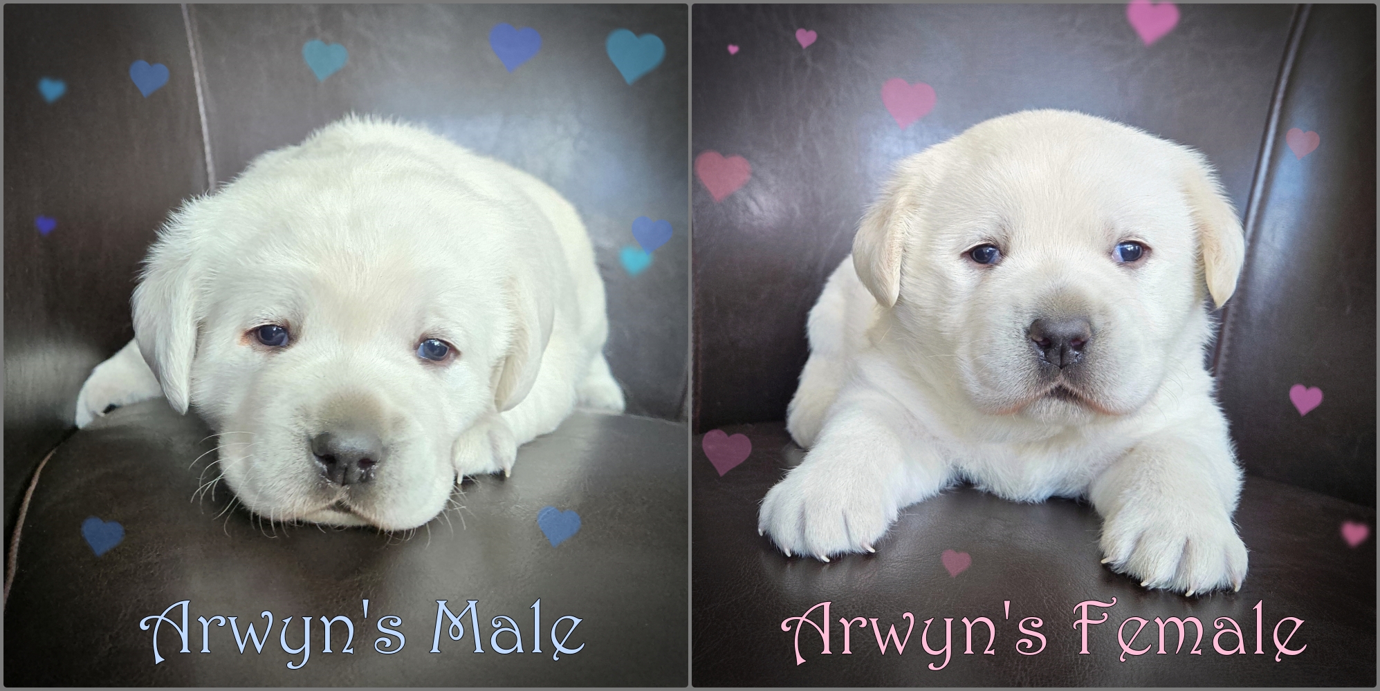Arwyn pups 3wks